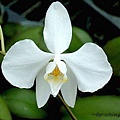 P.amabilis var.Iriana Silver.JPG