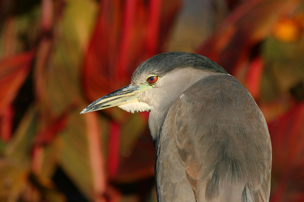 800px-Black-Crowned-Night-Heron.jpg