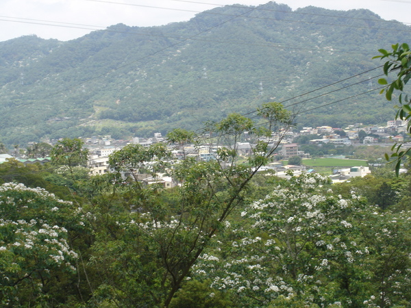 滿山桐油花-3.JPG