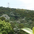 滿山桐油花-1.JPG