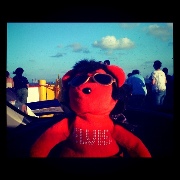 Elvis bear
