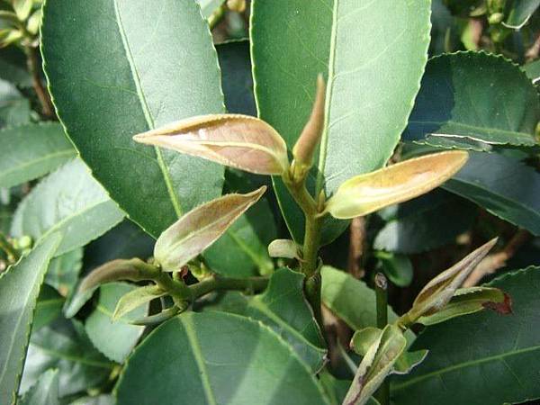 1504769355425.jpg 1504769355425.jpg