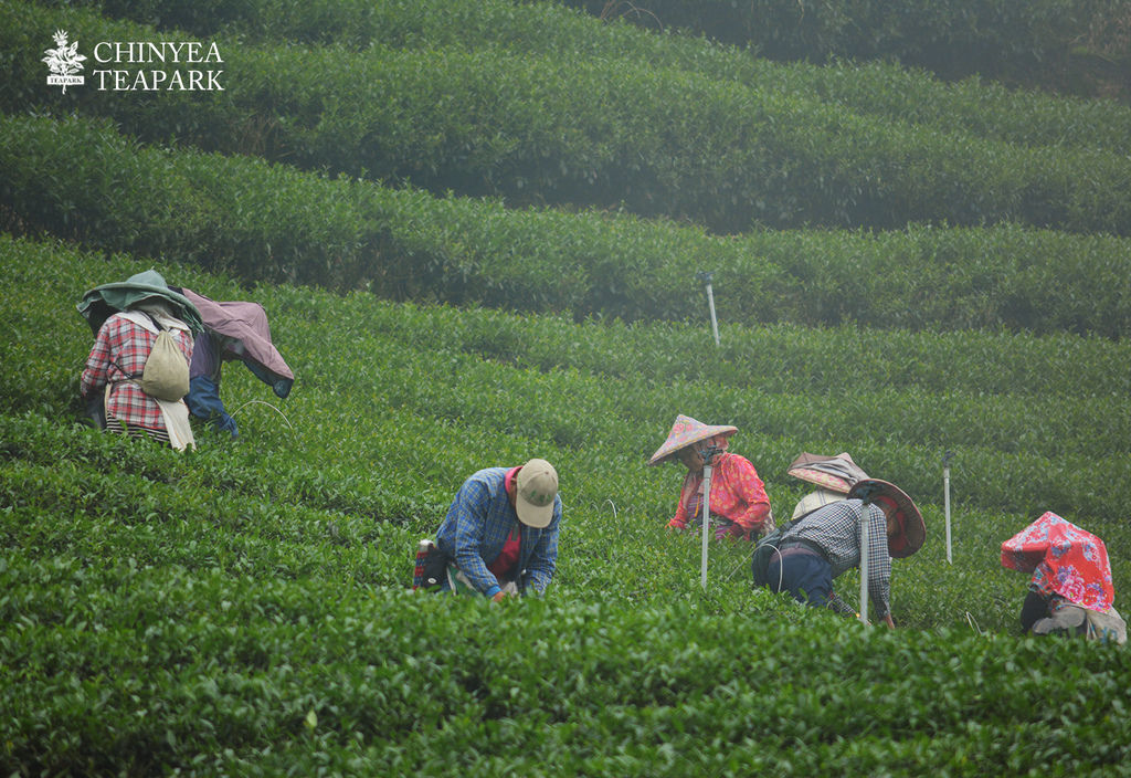 20170508_杉林溪茶園_02.jpg 20170508_杉林溪茶園_02.jpg