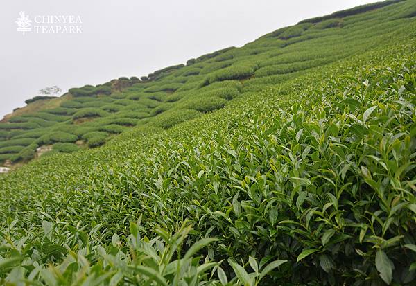 20170508_杉林溪茶園_10.jpg