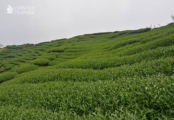 20170508_杉林溪茶園_11.jpg