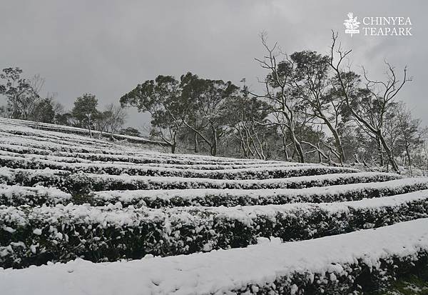 20160124_坪林雪景01.jpg