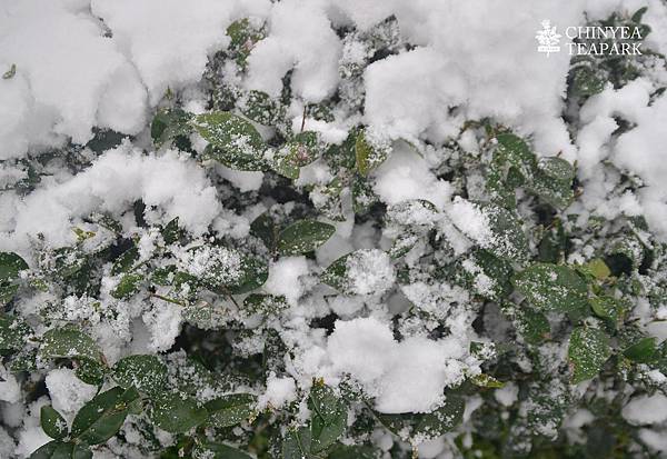 20160124_坪林雪景03.jpg