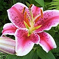 20030806-lily-stargazer-2