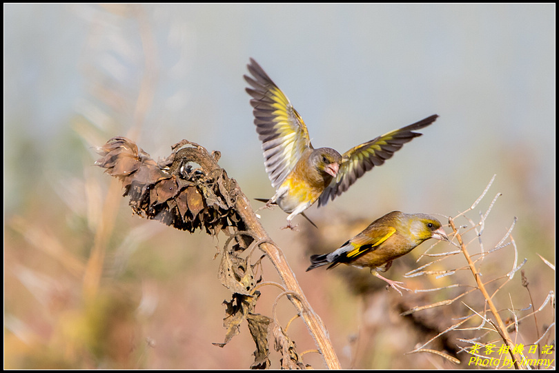 苗栗苑裡‧金翅雀