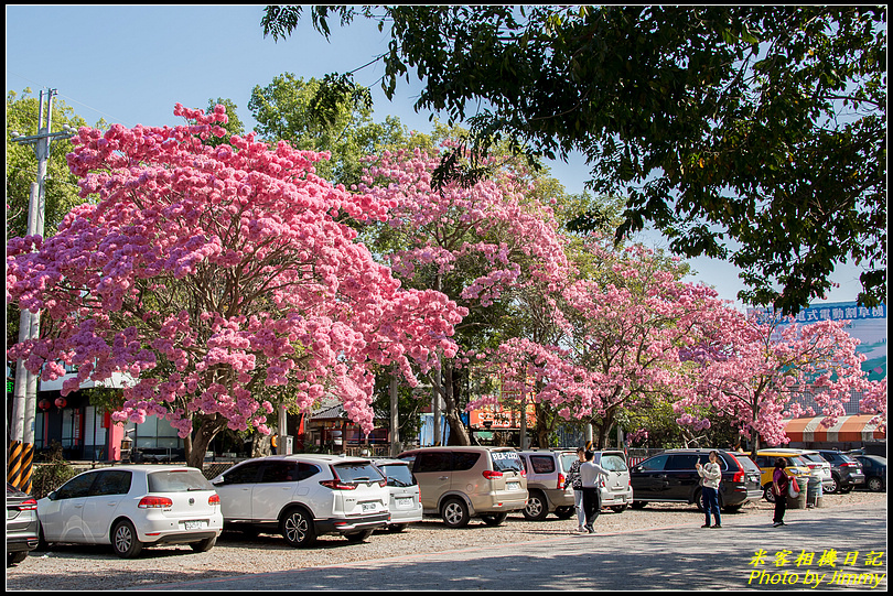 竹山紫南宮‧盛開的風鈴木