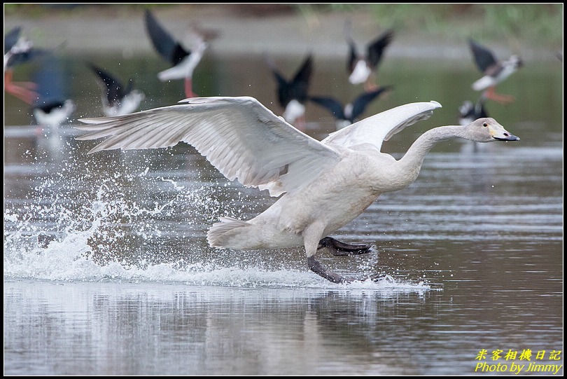 通霄魚塭池‧大天鵝