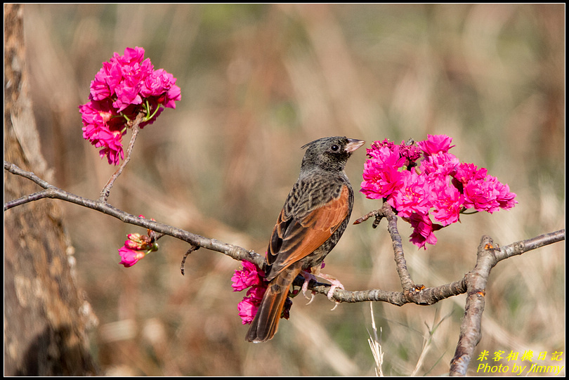 三義田野‧與冠鵐的相遇