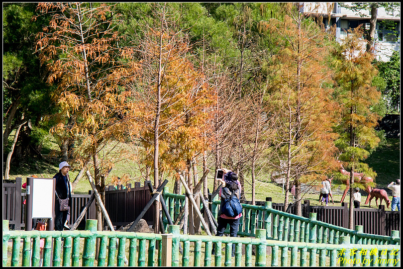 原住民文化主題公園‧藍天白雲水倒影下的落羽松