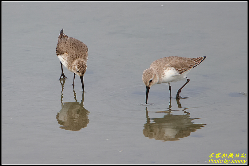 香山濕地尋鳥記‧濕地水鳥來相伴