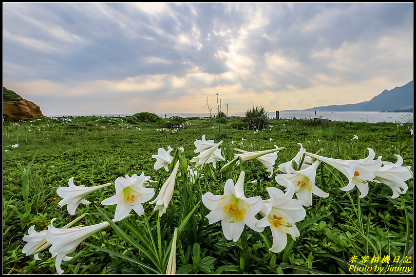 環保復育公園‧野百合的春天