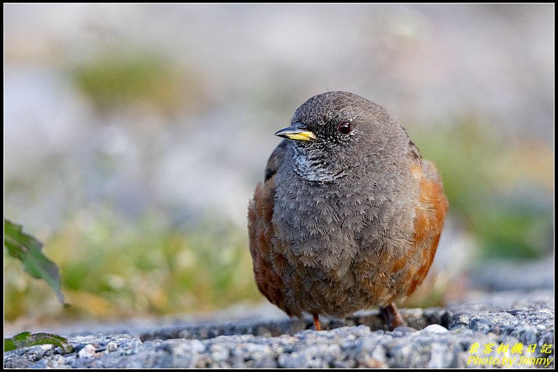 武嶺尋鳥記‧合歡山三寶一次入袋