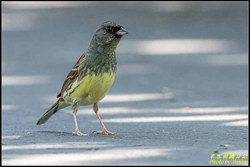 金城湖‧黑臉鵐