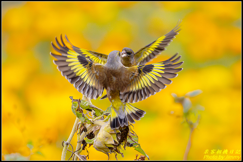 苗栗銅鑼‧金翅雀
