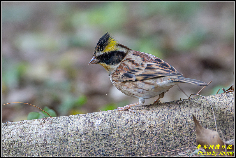 南寮漁港環保公園‧黃喉鵐