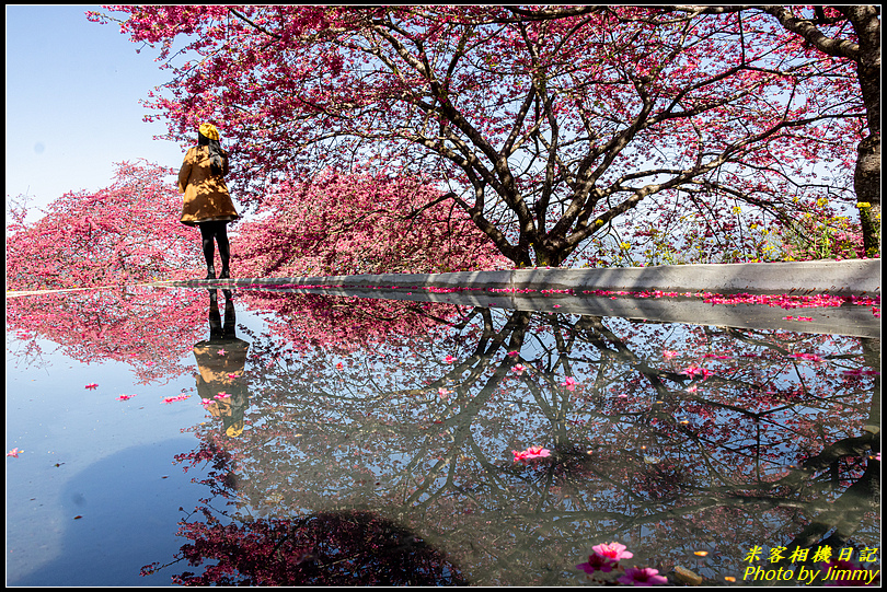 阿本農場‧春櫻綻放