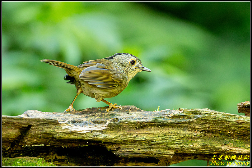 瑪陵坑‧頭烏線