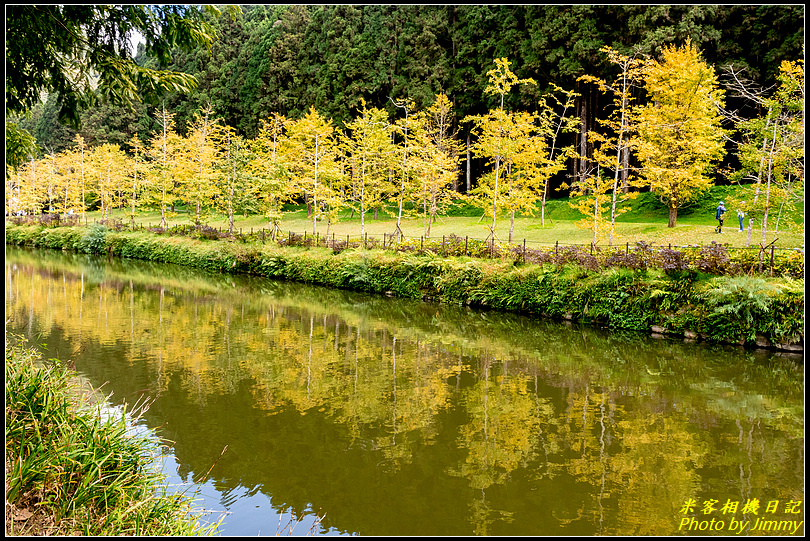 杉林溪秋意濃‧賞楓賞鳥賞銀杏