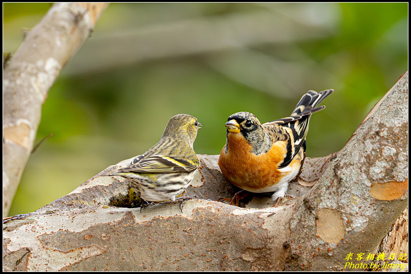 台中都會公園‧花雀黃雀哥倆好