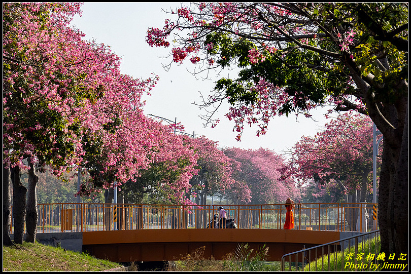 虎尾美人樹大道‧粉嫩絲路浪漫登場