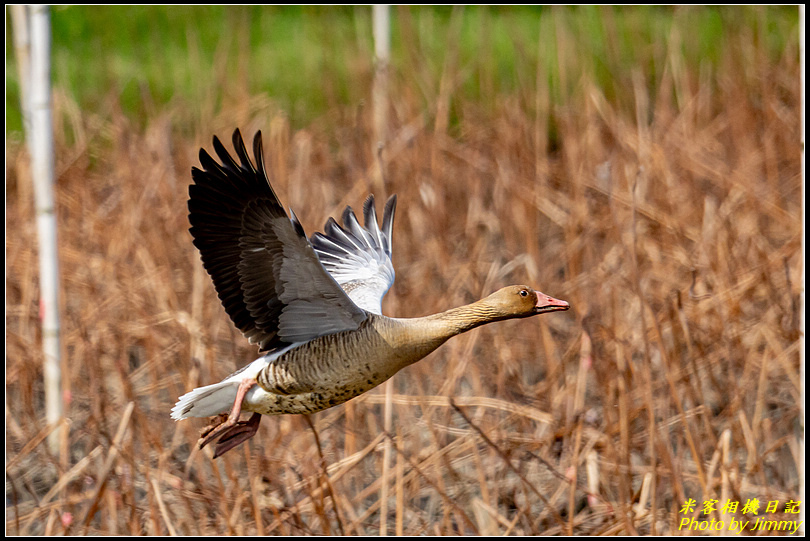 金山清水濕地‧灰雁