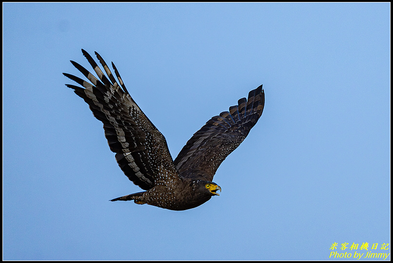 金山清水濕地‧大冠鷲