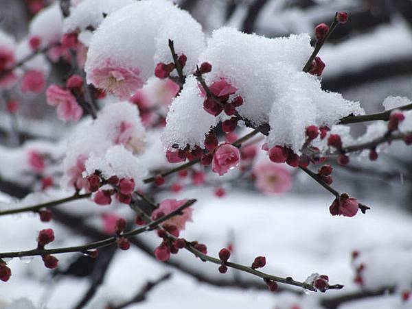 梅花三弄