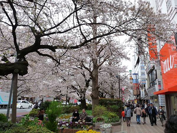 東京5天4夜第二天 追尋偵探伽利略的腳步之國立市一橋大學賞櫻 銀のあん的可頌鯛魚燒 午間食客c Est Qiutian 東京5天4夜第二天 追尋偵探伽利略的腳步之國立市一橋大學賞櫻 銀のあん的可頌鯛魚燒 午間食客c Est Qiutian