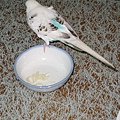 IMG_5371.JPG