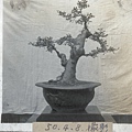 bonsai01