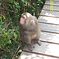 Macaque, Ape Hill( Chai-Shan), Kaohsiung