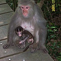  A female macaque and her child