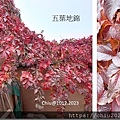 20231012-高老莊-13.JPG