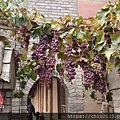 20231012-高老莊-14.JPG