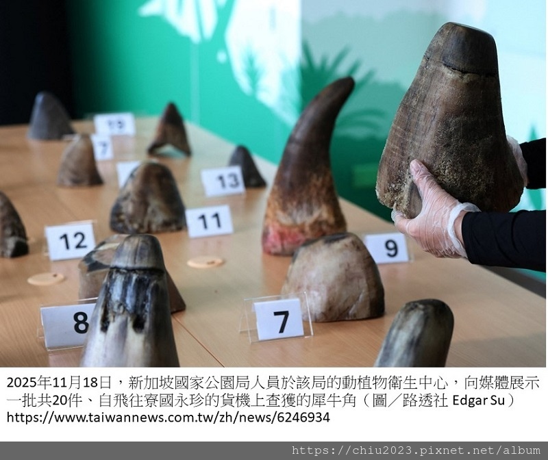 20251118-新加坡破獲犀牛角走私.jpg