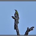 綠啄木.jpg