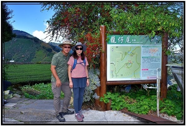 [巃仔尾步道/花石溪步道]觀賞大象山茶園風光及千年大茄苳