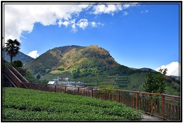 [巃仔尾步道/花石溪步道]觀賞大象山茶園風光及千年大茄苳