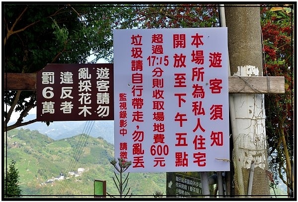 [巃仔尾步道/花石溪步道]觀賞大象山茶園風光及千年大茄苳