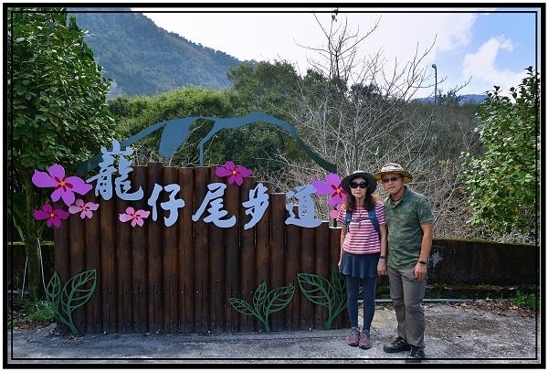 [巃仔尾步道/花石溪步道]觀賞大象山茶園風光及千年大茄苳