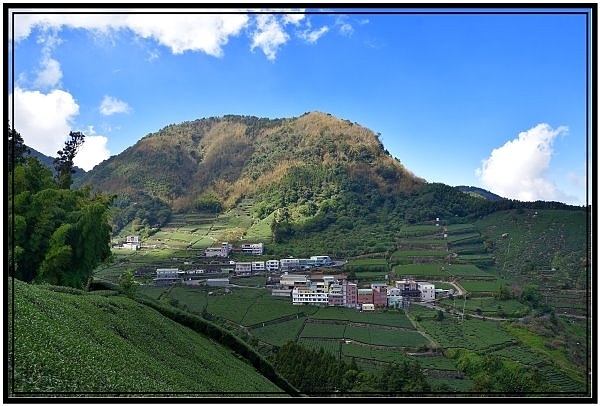 [巃仔尾步道/花石溪步道]觀賞大象山茶園風光及千年大茄苳