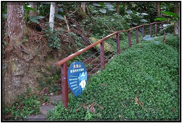 [巃仔尾步道/花石溪步道]觀賞大象山茶園風光及千年大茄苳