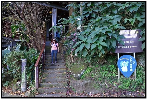 [巃仔尾步道/花石溪步道]觀賞大象山茶園風光及千年大茄苳