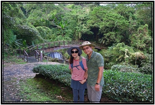 [巃仔尾步道/花石溪步道]觀賞大象山茶園風光及千年大茄苳