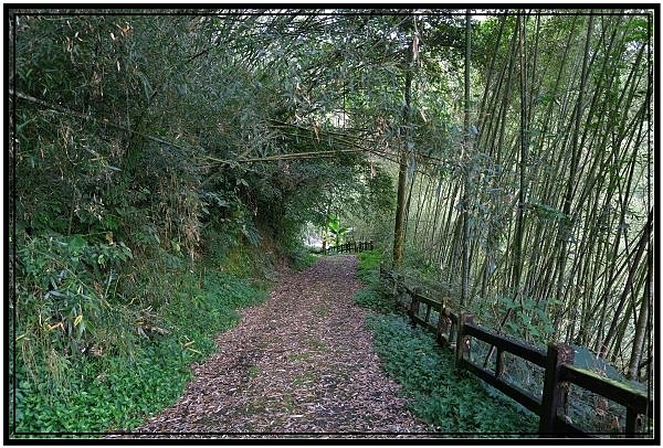 [巃仔尾步道/花石溪步道]觀賞大象山茶園風光及千年大茄苳