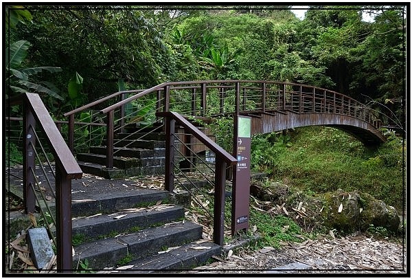 [巃仔尾步道/花石溪步道]觀賞大象山茶園風光及千年大茄苳